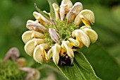 PHLOMIS RUSSELIANA