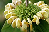 PHLOMIS RUSSELIANA