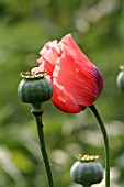 PAPAVER SOMNIFERUM