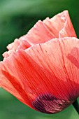 PAPAVER SOMNIFERUM (OPIUM POPPY)