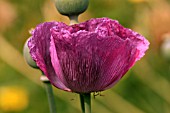 PAPAVER SOMNIFERUM