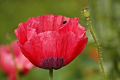 PAPAVER SOMNIFERUM