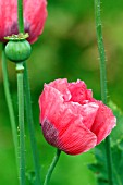 PAPAVER SOMNIFERUM