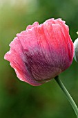 PAPAVER SOMNIFERUM (OPIUM POPPY)