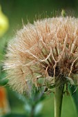 TRAGOPOGON PRATENSIS