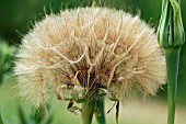 TRAGOPOGON PRATENSIS