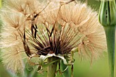 TRAGOPOGON PRATENSIS