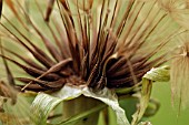 TRAGOPOGON PRATENSIS