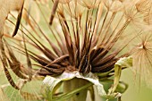 TRAGOPOGON PRATENSIS