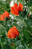 GLAUCIUM CORNICULATUM (HORNED POPPY)