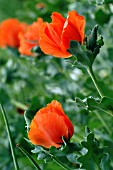 GLAUCIUM CORNICULATUM