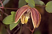 CLEMATIS TIBETANA VERNAYI