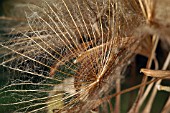 TRAGOPOGON PRATENSIS