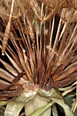 TRAGOPOGON PRATENSIS