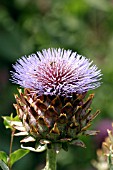 CYNARA CARDUNCULUS