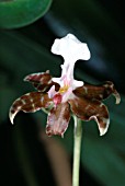 ONCIDIUM LEUCHOCHILUM