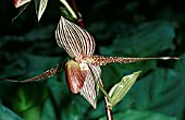 PAPHIOPEDILUM ROTHSCHILDIANUM