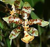 ROSSIOGLOSSUM INSLEAYI