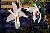 STANHOPEA GRANDIFLORA, (SYN. STANHOPEA EBURNEA), (ORCHID)