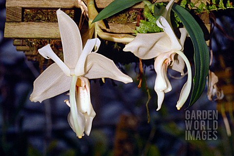 STANHOPEA_GRANDIFLORA_SYN_STANHOPEA_EBURNEA_ORCHID