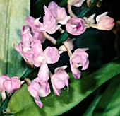 AERIDES MULTIFLORA