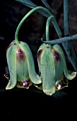 FRITILLARIA ACMOPETALA