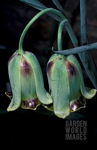 _FRITILLARIA_ACMOPETALA