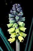 MUSCARI MACROCARPUM,   GRAPE HYACINTH,  PORTRAIT OF FLOWERS