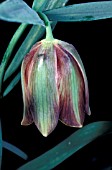 FRITILLARIA GRACILIS