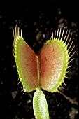 DIONAEA MUSCIPULA,  VENUS FLY TRAP