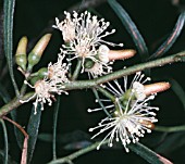 EUCALYPTUS SPATHULATA