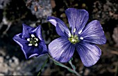 LINUM PERENNESYN. LINUM SIBIRICUMPERENNIAL FLAX