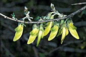 ANAGYRIS FOETIDA,  SHRUB, YELLOW, FLOWERS, SUMMER