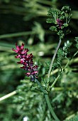 FUMARIA OFFICINALIS, COMMON FUMITORY.