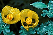 GLAUCIUM FLAVUM,  YELLOW HORNED POPPY