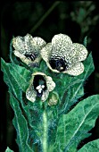 HYOSCYAMUS NIGER,  HENBANE