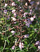 SALVIA TRILOBA, SYN. SALVIA FRUTICOSA, (GREEK SAGE)