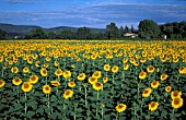 HELIANTHUS ANNUS,  SUNFLOWER,  A FIELD FULL OF FLOWERS