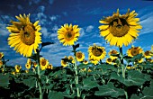 HELIANTHUS ANNUS,  SUNFLOWERS