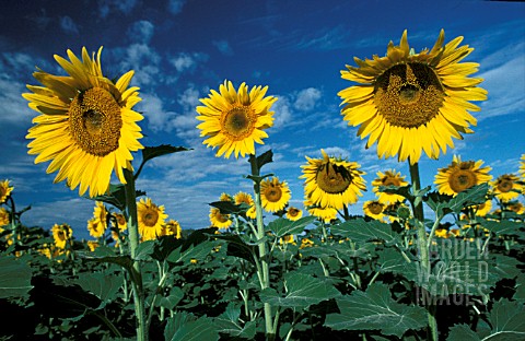 _HELIANTHUS_ANNUS__SUNFLOWERS