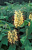 HEDYCHIUM GARDENERIANUM,  GINGER LILY,  FLOWERS AND FOLIAGE