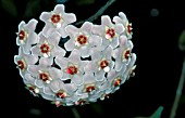 HOYA CARNOSA,  WAX PLANT,  FLOWER