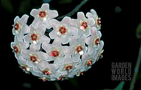 _HOYA_CARNOSA__WAX_PLANT__FLOWER