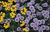 GLOBULARIS CORDIFOLI,  GLOBE DAISY,  WITH LOTUS,  BIRDS FOOT TREFOIL