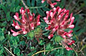 ANTHYLLIS MONTANA,  PERENNIAL, PINK, FLOWER