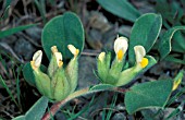 ANTHYLLIS TETRAPHYLLA,  ANNUAL, YELLOW, FLOWER, BEDDING