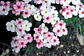 ANDROSACE ALPINA,  PERENNIAL, PINK, FLOWERS, SUMMER