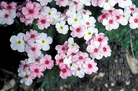 ANDROSACE_ALPINA__PERENNIAL_PINK_FLOWERS_SUMMER