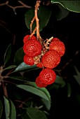 ARBUTUS ANDRACHNE,  EVERGREEN, TREE, FRUIT, CLOSE UP