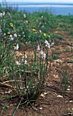 ASPHODELUS FISTULOSUS,  WHITE, FLOWERS, WHOLE, PLANT